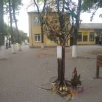 денежное дерево
